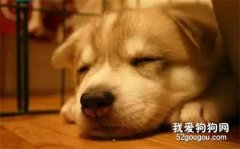 狗狗挑食的原因有哪些，狗狗挑食怎么辦?