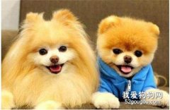 狗狗不讓摸怎么辦?