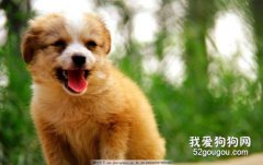 剛抱回家的幼犬應該怎么照顧?