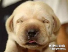 幼犬喂養應該選擇哪種奶粉？