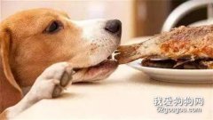 狗狗不喜歡吃藥，怎么給狗狗喂藥？