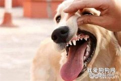 什么是雙排牙？狗狗長了雙排牙怎么辦？