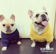 狗狗斷奶的方法及注意事項