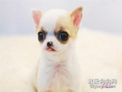 幼犬奶粉怎么挑選 幼犬奶粉食用注意事項