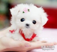 幼犬怎么飼養?幼犬飼養注意事項有哪些?