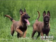 馬犬幼犬好養嗎？馬犬幼犬怎么飼養？