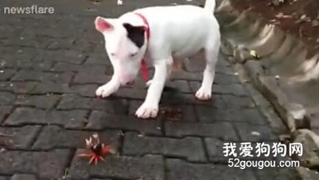 牛頭梗寶寶路遇小螃蟹，結果...