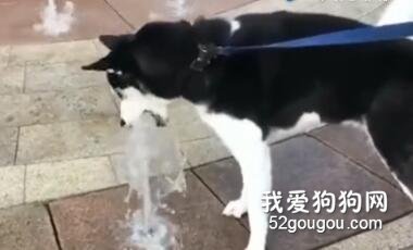 二哈，今日份的快樂源泉，你千萬不能錯過！
