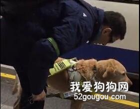 看到地鐵來了，導盲犬連忙站起身，但聽了主人的話后……