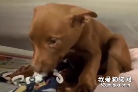 流浪狗在得知自己被領養后，非常靦腆的笑了起來...心化了！
