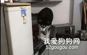 網友獨自出門留二哈在家，結果回來后，氣到想燉狗...