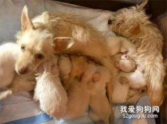 兩只流浪狗媽媽組成聯盟，共同撫養9只寶寶！