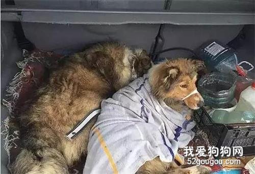 兩只狗狗臥在鐵軌中間，原因竟是...淚奔了！