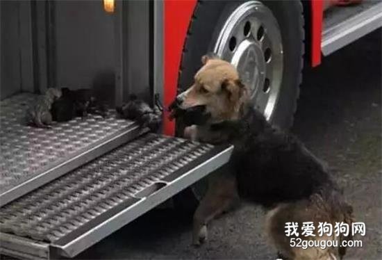 狗狗用盡最后力氣，從大火中沖出來，嘴里卻叼著一團小毛球....