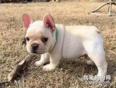 哪些狗狗沒有體味好打理?