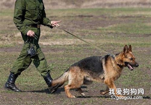 德军就是用德国牧羊犬来作为军犬的,曾经担任着护卫犬,搜救犬,导盲犬