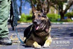軍犬和警犬的三個不同點