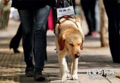 日常生活中常見的三種導盲犬