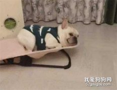 適合上班族飼養的狗狗有哪些？
