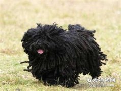 波利犬有哪些優點？