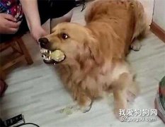 如何糾正狗狗的護食行為？