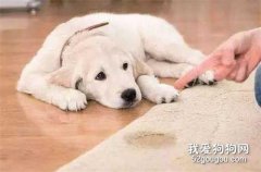 如何糾正狗狗吃大便