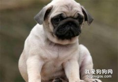 小狗便秘怎么解決好