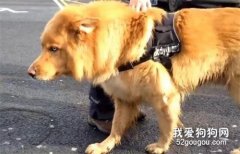 男子遇到只“金毛”，看到它正臉后卻懵了，這是什么狗狗？
