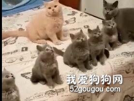 一家人就要整整齊齊，要被小可愛們萌暈了！
