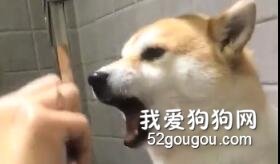 主人帶柴柴去寵物店剪指甲，這表情和動作真的絕了！