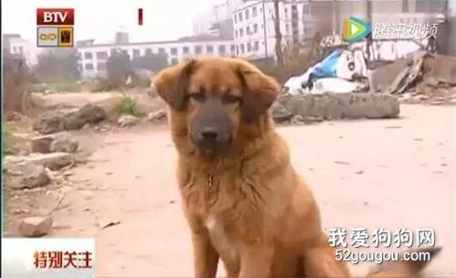 又一次為中華田園犬正名！這只土狗拼了命救下正在跳樓的少女...