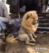 為了讓狗狗不受欺負，于是給它剪了個霸氣的發型...