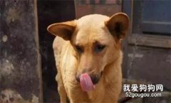 這7種中華田園犬，正在逐漸的消失....
