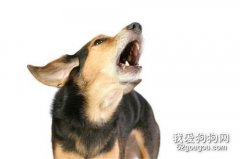 狗狗晚上嚎叫應該怎么辦？