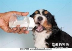 嬰兒奶粉適合用來喂食幼犬嗎？