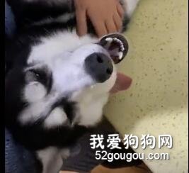 醒來后發現蛋蛋沒了，二哈失聲痛哭......
