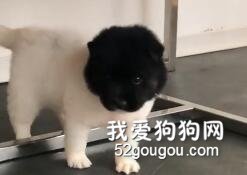 狗媽媽想生個熊寶寶，生到一半后悔了，結果狗寶長這樣...