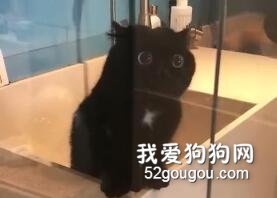 嗚嗚嗚一只暴風可愛的黑煤球，無牙仔本牙了！