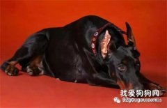 為什么給狗狗斷尾巴，實話實說，別瞎扯！！