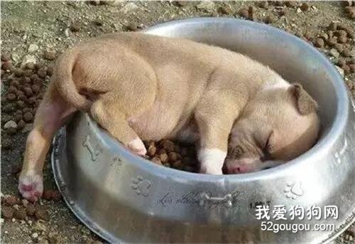 有一種能力叫做走到哪睡到哪，鞋子、琴盒、抽屜...