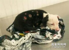 對比流浪時的落寞和收養后的笑容，就知道愛有多重要...