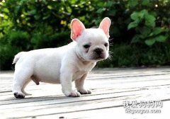 幼犬要怎么驅蟲?