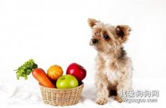 小狗吃撐了怎么辦?