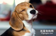 狗做錯事應該怎么辦?