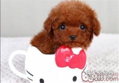 小狗吃多了怎么辦?小狗吃多了解決辦法