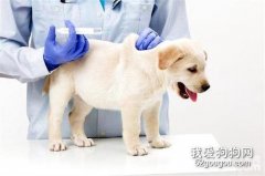 幼犬打疫苗多少錢？幼犬打疫苗注意事項
