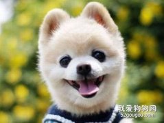 俊介狗狗多少錢一只?俊介犬價格