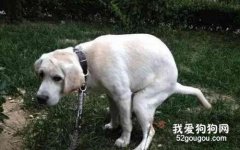 為什么狗狗大便前要轉圈狗狗？大便前轉圈的原因有哪些？