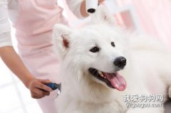 狗狗日常美容護理需要完成的事