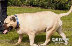 狗狗肥胖的原因，狗狗為什么肥胖？